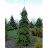 PICEA GLA PENDULA 4' BB