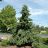 PICEA OMO PENDULA 6' BB