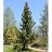 PICEA OMO SERBIAN SPRUCE 6' BB