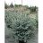 PICEA PUN BONNY BLUE 5' BB