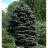 PICEA PUN FAT ALBERT 7' BB