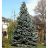 PICEA PUN BABY BLUE 6' BB