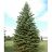PICEA PUN COLORADO SPRUCE 8' BB