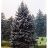PICEA PUN HOOPSII 5' BB