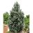 PICEA PUN FASTIGIATA 6' BB