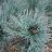 PINUS CEM GLAUCA NANA 5'BB