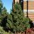 PINUS MUGO TANNENBAUM 5' BB