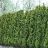 THUJA OCC HETZ WINTERGREEN 6'BB