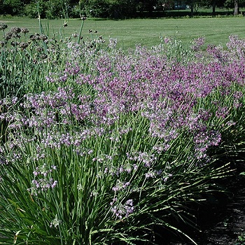 ALLIUM CER NODDING PINK 3.5"/18T