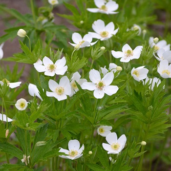 ANEMONE CANADENSIS CANADA #1