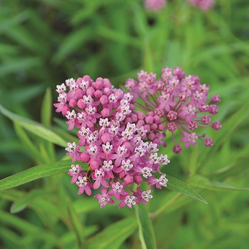 ASCLE INC SWAMP MILKWEED #1