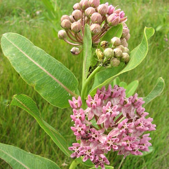 ASCLE SUL PRAIRIE MILKWEED #1