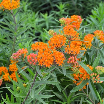 ASCLE TUB BUTTERFLYWEED 3.5"/18T