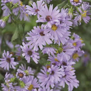 ASTER LAE SMOOTH ASTER #1