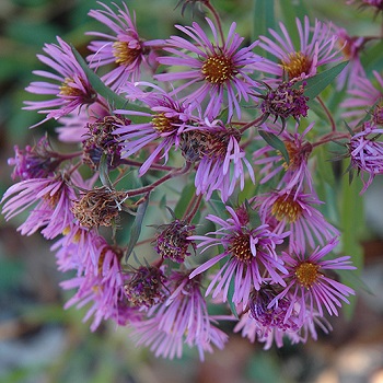 ASTER NOV ANG NEW ENGLAND #1