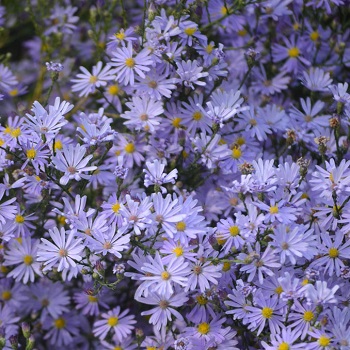 ASTER OOLENTANGIENSE 3.5"18/TRAY