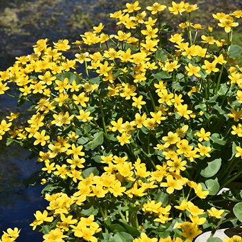 CALTH PAL MARSH MARIGOLD3.5"/18T