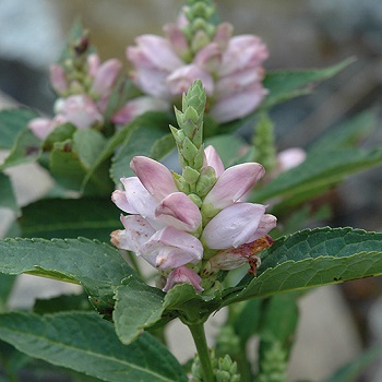 CHELONE GLA TURTLEHEAD 3.5"/18T