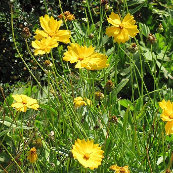 COREOPSIS LANCEOLATA 3.5"/18T