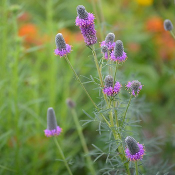 DALEA PURPURPLEPRAIRCLOV3.5"/18T