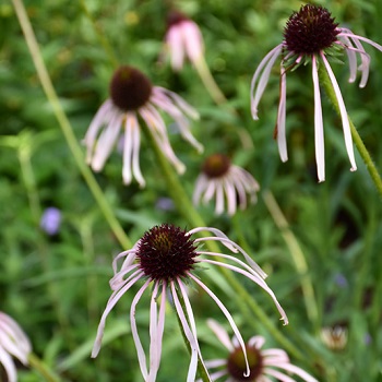 ECHIN PAL PALE PUR CONEFLOWER #1