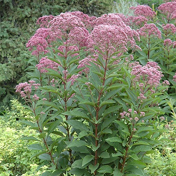 EUPAT MAC JOE PYE WEED 3.5"/18T