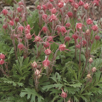 GEUM TRI PRAIRIE SMOKE 3.5"/18T