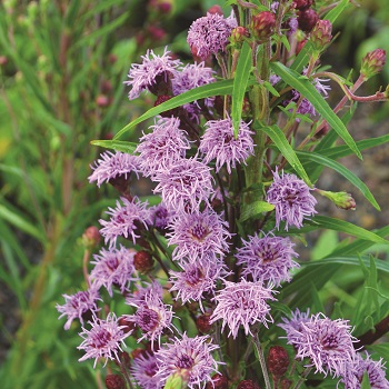 LIATR LIG MEADOW BLAZING STAR #1