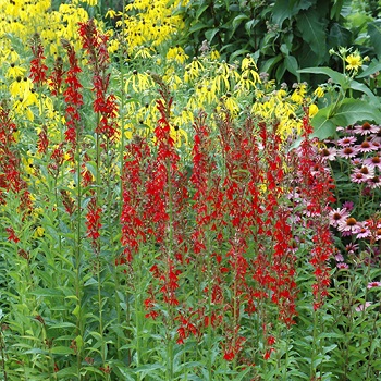 LOBEL CAR CARDINAL FLOWER #1