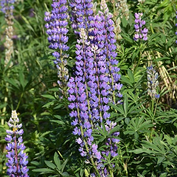 LUPIN PER LUPINE 3.5"/18T