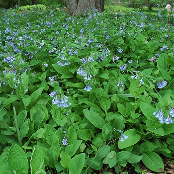 MERTENSIA VIRGINICA #1