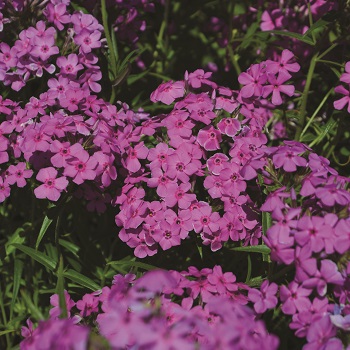 PHLOX PIL PRAIRIE PHLOX 3.5"/18T