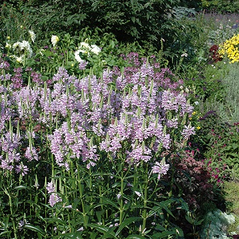 PHYSO VIR OBEDIENT PLANT3.5"/18T
