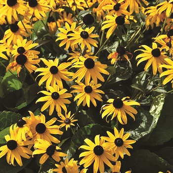 RUDBE HIR BLACKEYEDSUSAN3.5"/18T