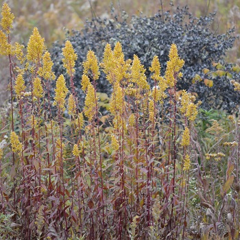 SOLID SPE SHOWYGOLDENROD3.5"/18T