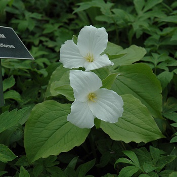 TRILLIUM GRANDIFLORUM #1