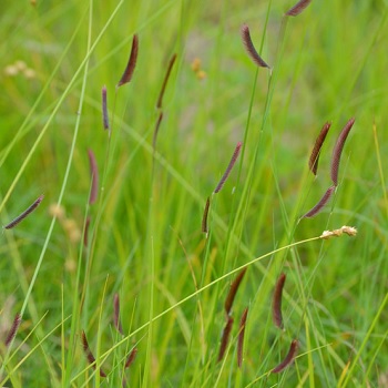 BOUTE GRA BLUE GRAMA 3.5"/18T