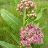 ASCLE SUL PRAIRIE MILKWEED #1