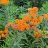 ASCLE TUB BUTTERFLYWEED 3.5"/18T