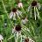 ECHIN PAL PALE PUR CONEFLOWER #1