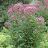 EUPAT MAC JOE PYE WEED #1