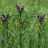 VERNONIA FAS IRONWEED 3.5"/18T