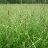 CAREX STR TUSSOCK SEDGE 3.5"/18T