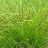 CAREX VUL FOX SEDGE 3.5"/18T
