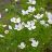 ANEMONE CANADENSIS CANA 3.5"/18T