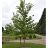 ACER FRE MATADOR 3" BB FE