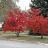 ACER GIN FLAME AMUR 1.75" BB