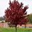 ACER RUB BRANDYWINE 2.5" BB