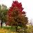 ACER RUB RED SUNSET MAPLE 2.5"BB