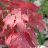 ACER RUB SCARLET JEWELL 2.5" BB